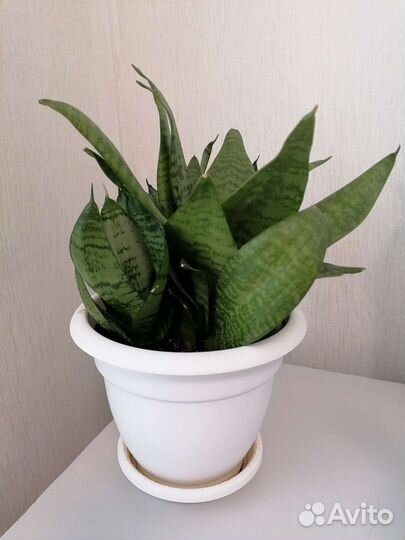 Комнатные растения