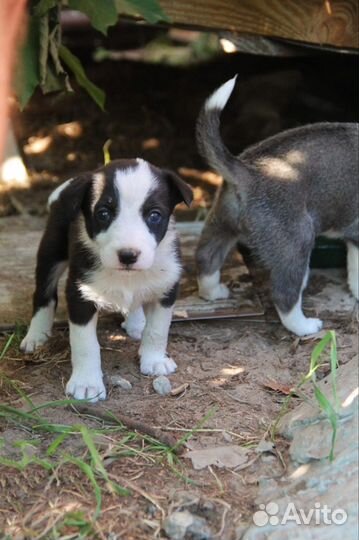 Собака в добрые руки отдам бесплатно
