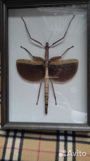 Палочник в рамке