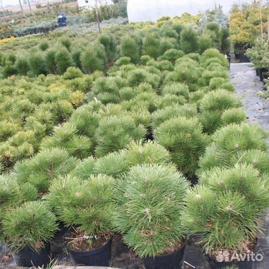 Сосна Нигра