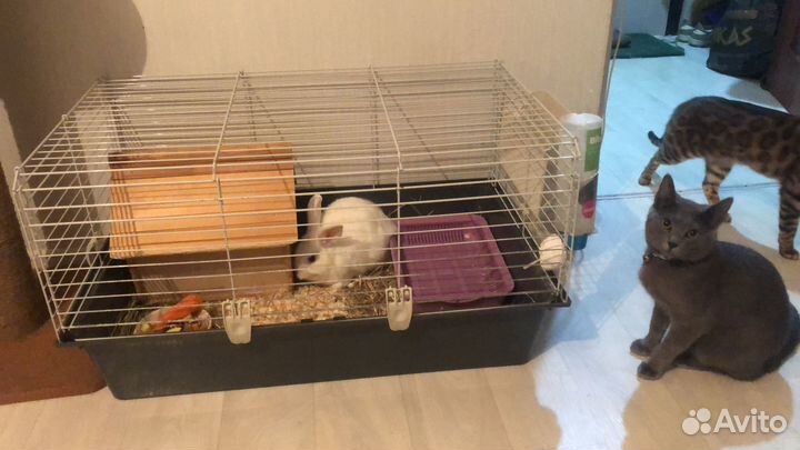 Продам кролика