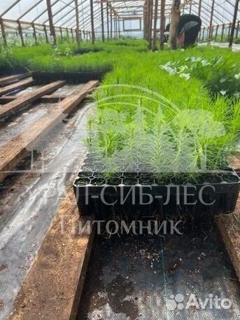 Голубая ель с зкс сеянцы