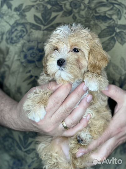 Мальтипу f1 мини цвет карамель мальчик)