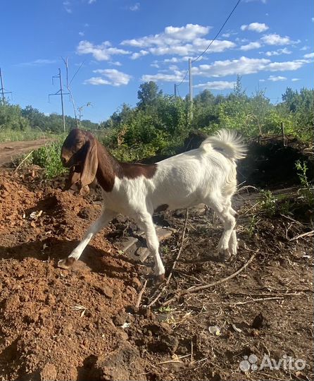 Коза камори 87%
