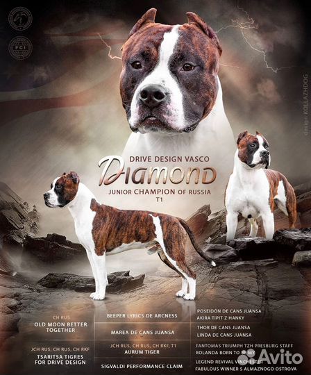 Амстафф вязка