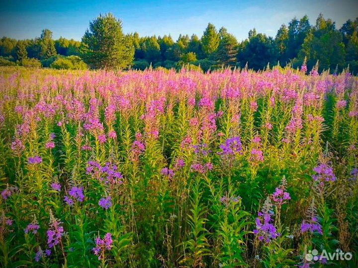 Иван-чай 1 кг 2023 свой, вкусный