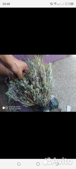 Лаванда Саженцы Оптом