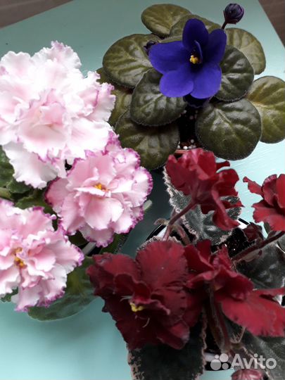 Фиалки листики