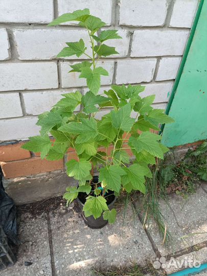 Саженцы черной смородины