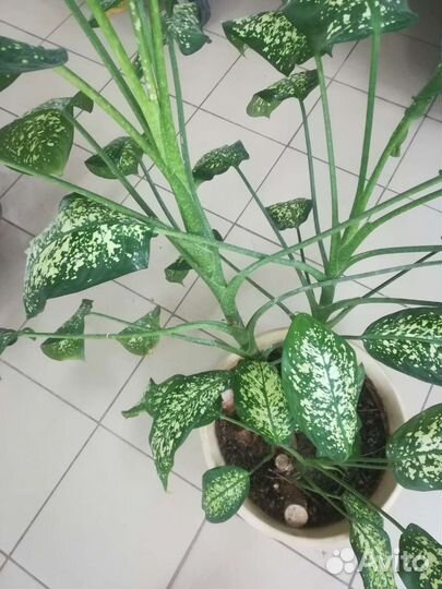 Диффенбахия