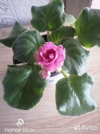 Фиалка в горшках