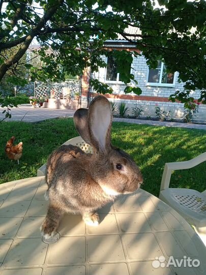 Кролики на развод