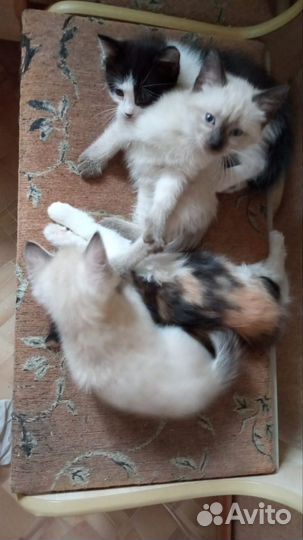 Котята в добрые руки