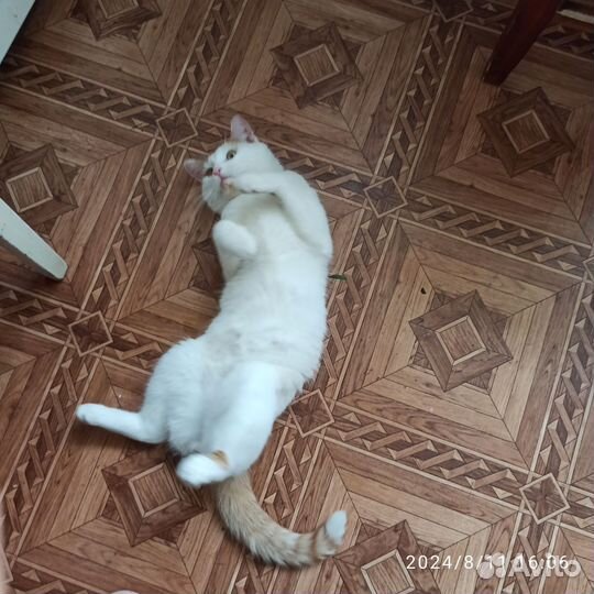 Молодой котик в добрые руки