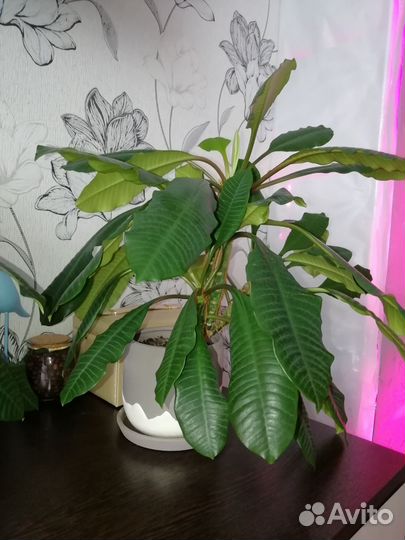 Молочай беложильчатый