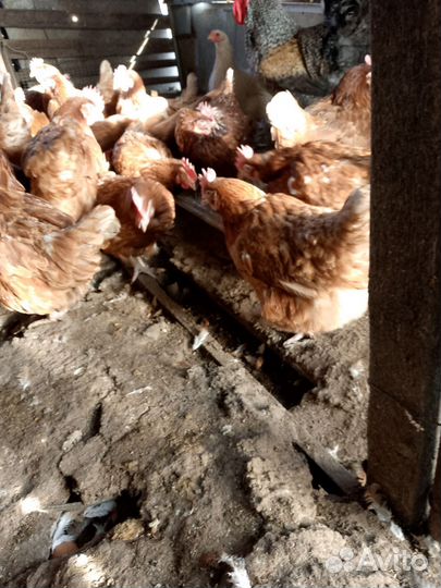 Куры несушки