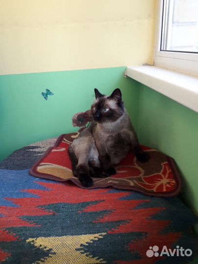 Кошка в частный дом