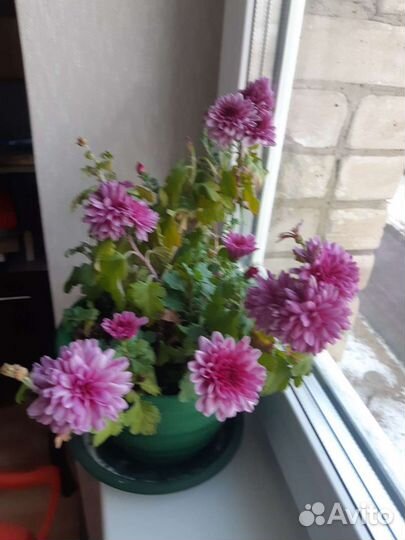 Хризантема