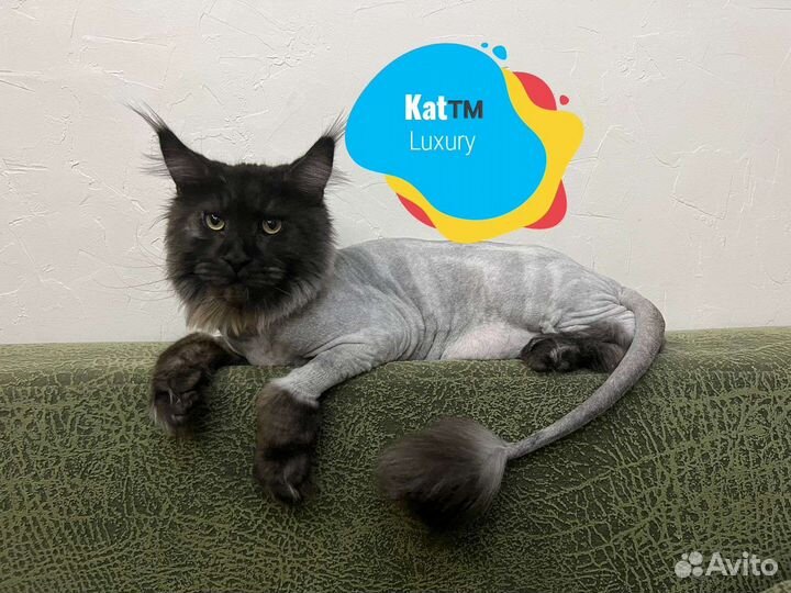 Стрижка кошек с выездом на дом. Грумер