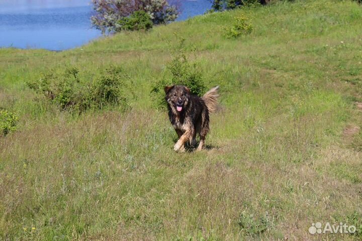 Крупная собака в дар