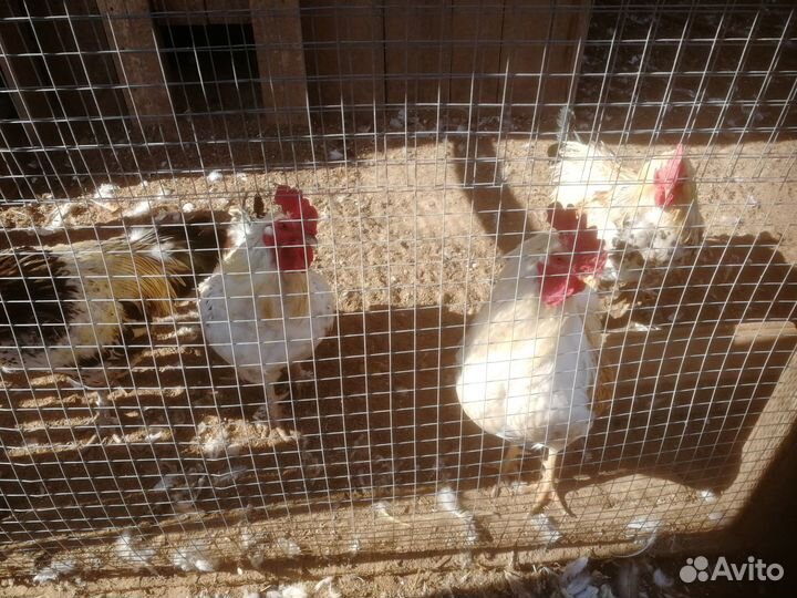 Утки, петухи