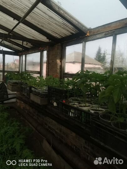 Продам рассаду