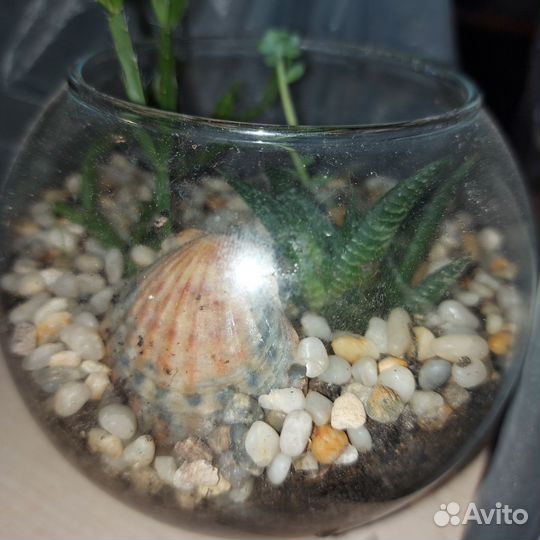 Флорариум суккуленты