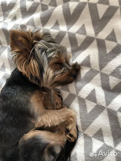 Йоркширский терьер мальчик