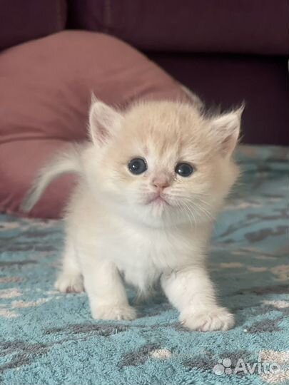 Розовый британский котик