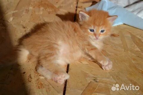 Прелестные котики