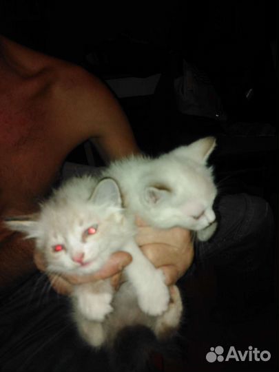 Турецкая ангора