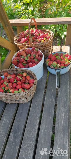 Саженцы земляники клубники