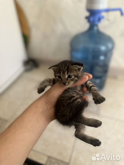 Котята красивые