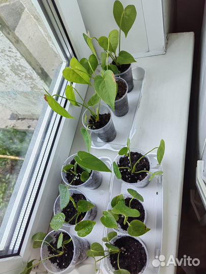 Антуриум крупный цветок детки