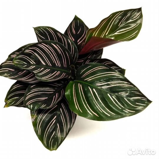 Калатея микс