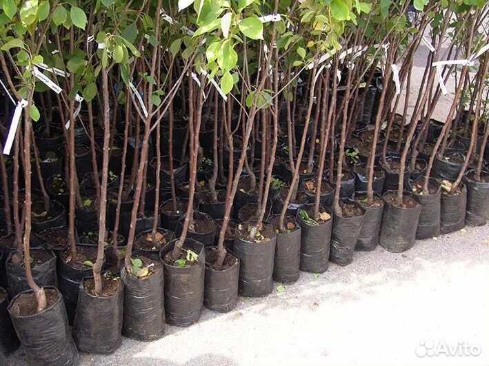 Плодовые деревья окс и зкс