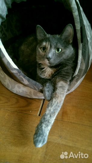 Лапочка Пеструшка в добрые руки