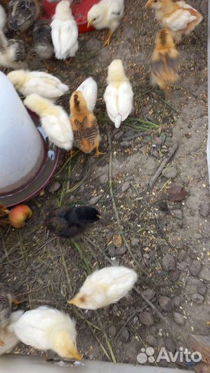 Цыплята суточные и не только