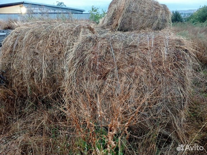Сено в рулонах 2024