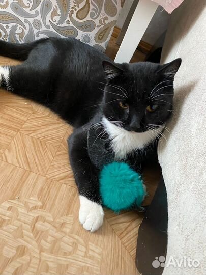 Котик