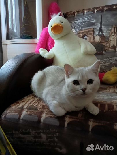 Шотландский кот