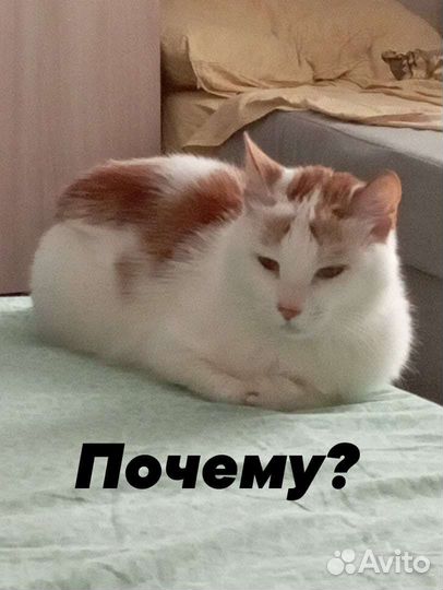 Мурик