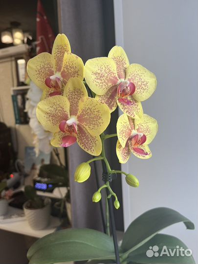 Фаленопсис Пульсация