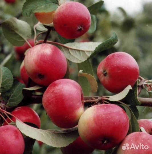 Сибирские зимостойкие саженцы