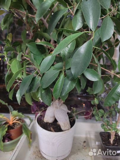 Фикус микрокарпа гинсенг