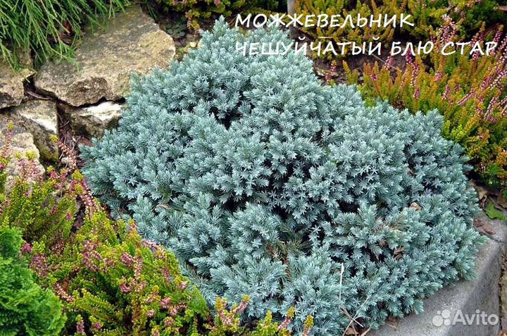 Можжевельники