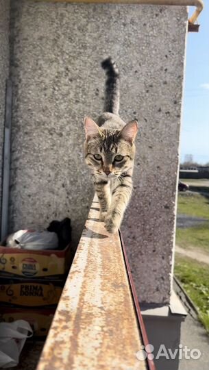 Котик в добрые руки