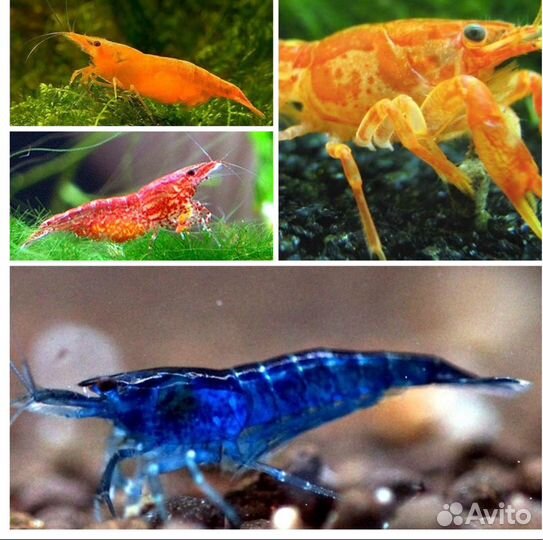 Цихлиды Цихлозомы Барбусы Мотыль Артемия Циклоп