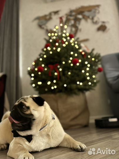 Мопс вязка мальчик