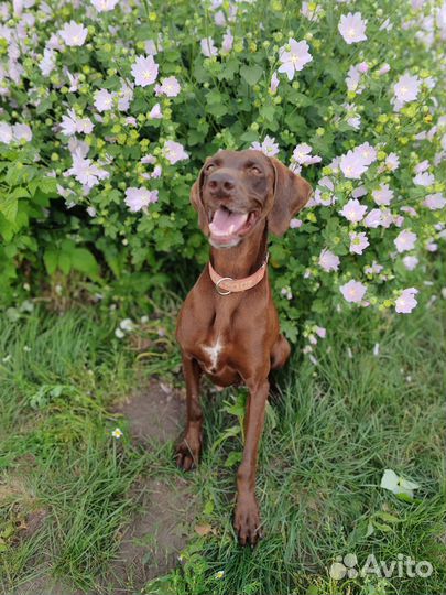 Курцхаар сука